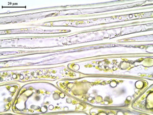 <i>Bryum schleicheri</i> DC. © H. TINGUY