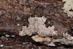 <i>Xanthorhoe fluctuata</i> (Linnaeus, 1758) © J. Touroult