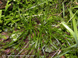 <i>Isoetes duriei</i> Bory, 1844 © S. Sant/Parc Amazonien de Guyane
