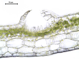 <i>Conocephalum salebrosum</i> Szweyk., Buczkowska & Odrzykoski, 2005 © H. TINGUY