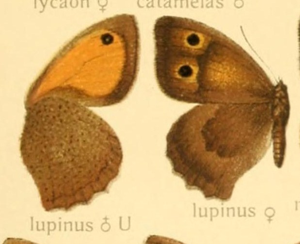 Hyponephelelupinus.jpg © Commons