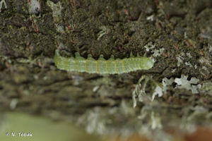 <i>Cosmia trapezina</i> (Linnaeus, 1758) © N. Tobak