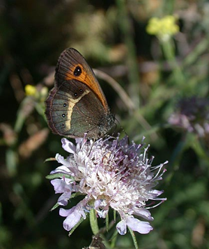 Spanishgatekeeper0939.JPG © Bogbumper
