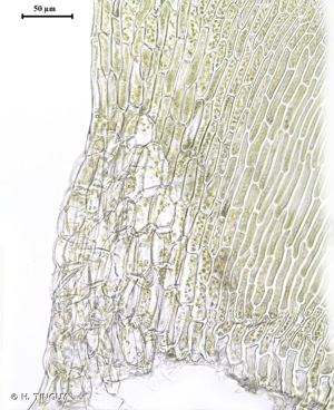 <i>Straminergon stramineum</i> (Dicks. ex Brid.) Hedenäs, 1993 © H. TINGUY