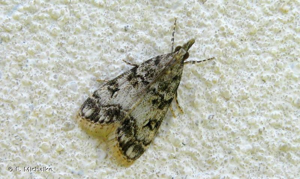 <i>Eudonia lacustrata</i> (Panzer, 1804) © F. Michalke