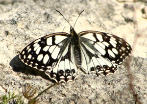 Melanargia occitanica1.jpg © Luis nunes alberto