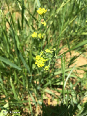 <i>Neslia paniculata </i>subsp.<i> thracica</i> (Velen.) Bornm., 1894 © O. Escuder