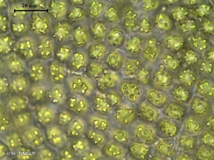 <i>Encalypta ciliata</i> Hedw., 1801 © H. TINGUY