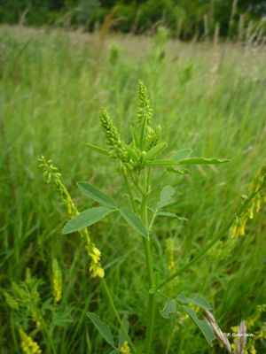 <i>Trigonella officinalis</i> (L.) Coulot & Rabaute, 2013 © P. Gourdain