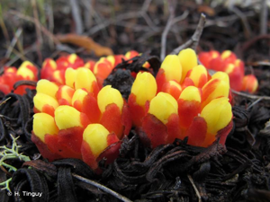 <i>Cytinus hypocistis </i>subsp.<i> hypocistis</i> (L.) L., 1767 © H. Tinguy