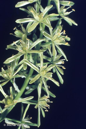 <i>Loncomelos pyrenaicus</i> (L.) Hrouda, 1988 © Michel Garnier
