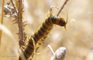 <i>Scolopendra cingulata</i> Latreille, 1789 © P. Gourdain
