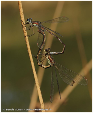 <i>Lestes virens vestalis</i> Rambur, 1842 © Benoît Guillon - www.meslibellules.fr