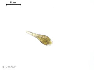 <i>Gymnostomum viridulum</i> Brid., 1826 © H. TINGUY
