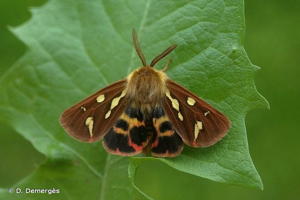 <i>Hyphoraia testudinaria</i> (Geoffroy <i>in</i> Fourcroy, 1785) © D. Demergès
