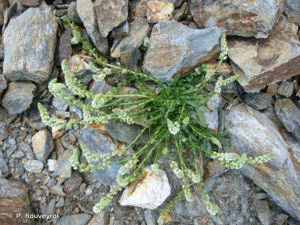 <i>Sesamoides pygmaea</i> (Scheele) Kuntze, 1891 © P. Rouveyrol