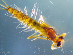 <i>Paraleptophlebia submarginata</i> (Stephens, 1836) © M. Chovet