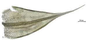 <i>Ptychostomum imbricatulum</i> (Müll.Hal.) Holyoak & N.Pedersen, 2007 © H. TINGUY