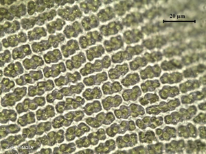 <i>Racomitrium aciculare</i> (Hedw.) Brid., 1819 © H. TINGUY