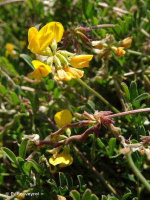 <i>Hippocrepis scorpioides</i> Benth., 1826 © P. Rouveyrol