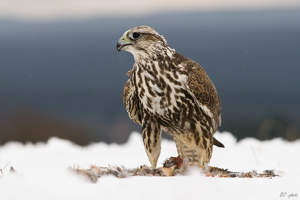 Falco cherrug 1 (Bohuš Číčel).jpg © Bohuš Číčel (http://www.flickr.com/photos/bcicel/)