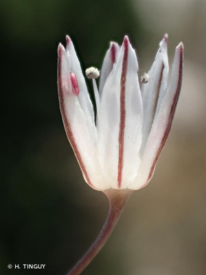 <i>Allium moschatum</i> L., 1753 © H. TINGUY