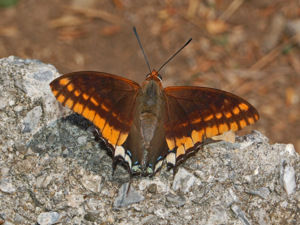 Nymphalidae - Charaxes jasius.JPG © Hectonichus