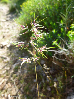 <i>Poa bulbosa </i>var.<i> vivipara</i> Koeler, 1802 © P. Rouveyrol