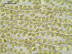 <i>Ptychostomum rubens</i> (Mitt.) Holyoak & N.Pedersen, 2007 © H. TINGUY