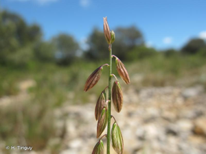 <i>Polygala monspeliaca</i> L., 1753 © H. Tinguy