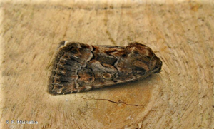 <i>Thalpophila matura</i> (Hufnagel, 1766) © F. Michalke