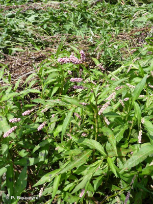<i>Persicaria maculosa</i> Gray, 1821 © P. Rouveyrol