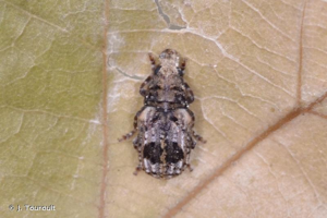 <i>Pseudeuparius sepicola</i> (Fabricius, 1792) © J. Touroult
