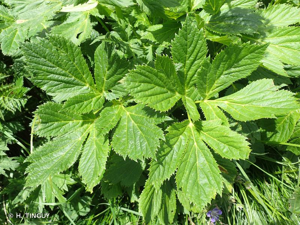 <i>Imperatoria ostruthium</i> L., 1753 © H. TINGUY