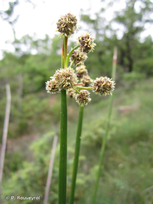 <i>Scirpoides holoschoenus </i>subsp.<i> holoschoenus</i> (L.) Soják, 1972 © P. Rouveyrol