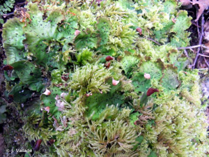<i>Peltigera leucophlebia</i> (Nyl.) Gyeln., 1926 © J. Vallade