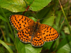 Nymphalidae - Brenthis hecate-001.JPG © Hectonichus