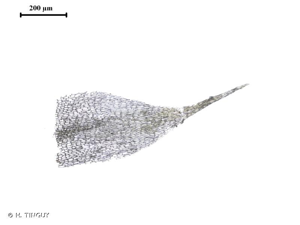 <i>Serpoleskea confervoides</i> (Brid.) Loeske, 1904 © H. TINGUY