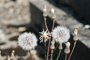 <i>Crepis foetida </i>subsp.<i> foetida</i> L., 1753 © R. Dupré MNHN/CBNBP