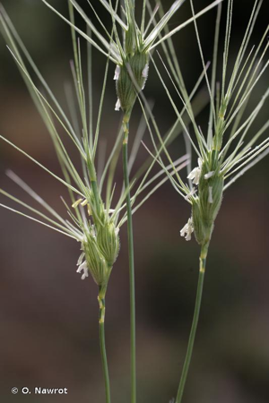 <i>Aegilops neglecta</i> Req. ex Bertol., 1835 © O. Nawrot