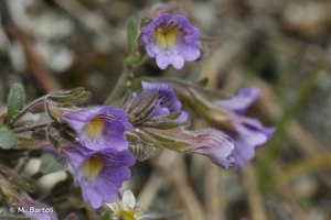 <i>Chaenorrhinum origanifolium</i> (L.) Kostel., 1844 © M. Bartoli