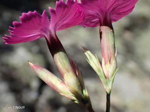 <i>Dianthus graniticus</i> Jord., 1849 © H. TINGUY