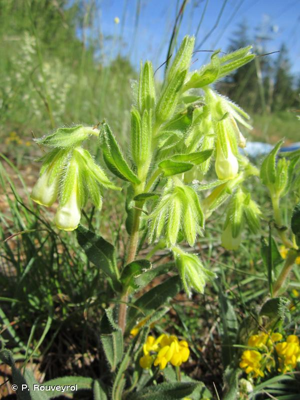 <i>Onosma tricerosperma </i>subsp.<i> fastigiata</i> (Braun-Blanq.) G.López, 1994 © P. Rouveyrol