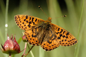 Boloria.aquilonaris.1.jpg © James K. Lindsey