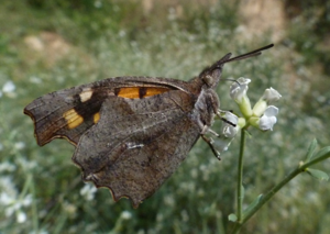 Libytheaceltis.JPG © Joan Carles Hinojosa Galisteo