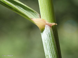 <i>Elytrigia intermedia</i> (Host) Nevski, 1933 © H. TINGUY