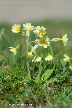 <i>Primula </i>x<i> polyantha</i> Mill., 1768 © R. Dupré MNHN/CBNBP