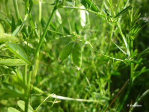 <i>Ervum tetraspermum</i> L., 1753 © P. Gourdain