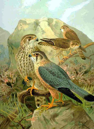 Falco columbarius NAUMANN.jpg © Commons