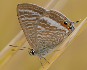 Lampides boeticus 2011-11-03.jpg © Alpsdake